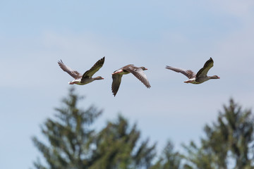 three flying gray geese (anser anser) with tree and blue sky