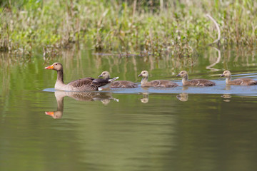 gray geese (anser anser) family with four fledglings offspring