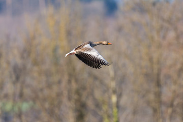 one gray goose (anser anser) flying with trees