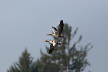 two flying gray geese (anser anser) with tree and blue sky