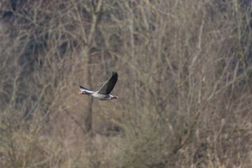 one gray goose (anser anser) flying with trees