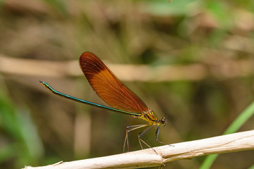 ミヤマカワトンボ