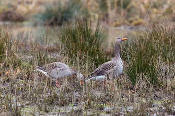 two gray geese (anser anser) standing in natural reed in winter