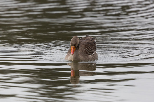 one gray goose  (anser anser) swimming in glittering water