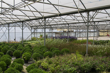 Obraz premium Greenhouse