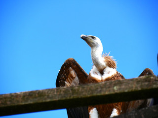 Vautour