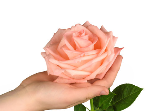 Pink rose in hand isolated on white background.