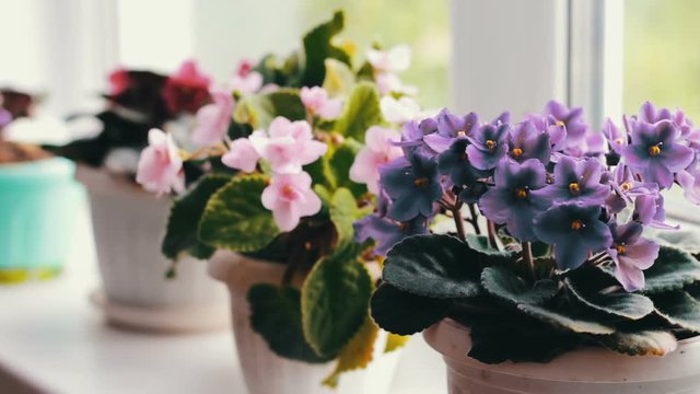 Beautiful, blooming, tender violet, red, pink violets bloom in pot on the windowsill close up