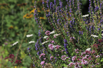 Obraz premium Blüten im Kräutergarten
