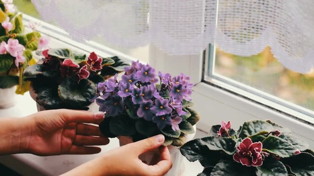 Woman remove flower pots with beautiful, blooming, tender violet, red, pink violets bloom on the windowsill