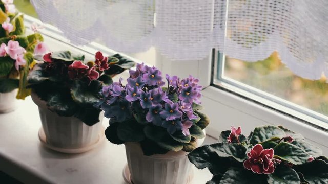 Beautiful, blooming, tender violet, red, pink violets bloom in pot on the windowsill above them from the wind the kitchen white curtain moves
