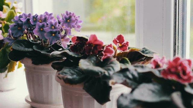 Beautiful, blooming, tender violet, red, pink violets bloom in pot on the windowsill