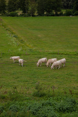 Obraz premium Herd of young bulls for breeding, in Normandy, France