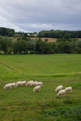 Herd of young bulls for breeding, in Normandy, France