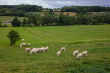 Fototapeta premium Herd of young bulls for breeding, in Normandy, France