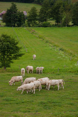 Obraz premium Herd of young bulls for breeding, in Normandy, France