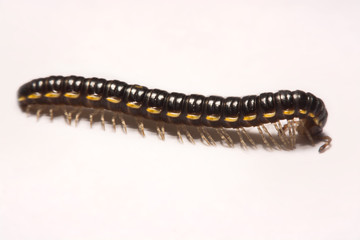 Close-up/Macro Focus of the  photo centipedes on white background