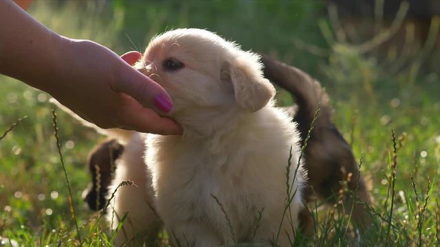 Woman playing with puppies on the grass