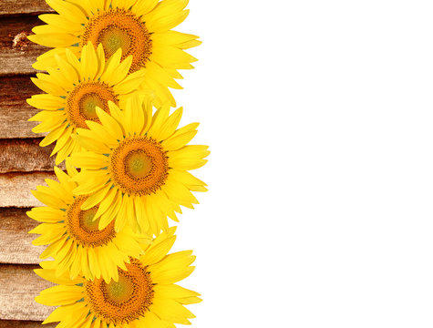 Sunflowers on old wood  white background1