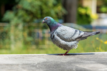 homing pigeon bird and body feather