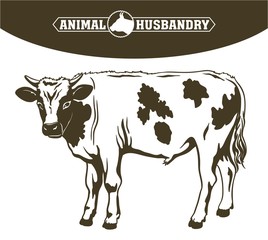 breeding cow. animal husbandry. livestock