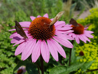 Roter Sonnenhut; Echinacea; purpurea,