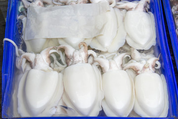Several fresh cuttlefish in white in blue pickup.