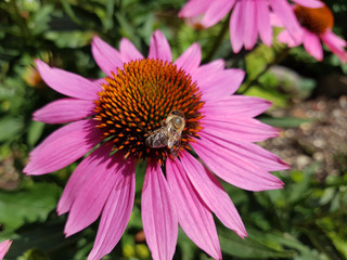 Roter Sonnenhut; Echinacea; purpurea,