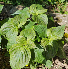 Schwarznessel; Perilla; frutescens