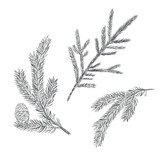 Palmarosa Sketch Hand Drawing Palmarosa Vector Illustration