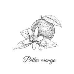 bitter orange vector illustration. bitter orange  skech drawing