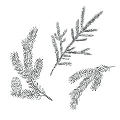 Spruce branch set. Collection of fir-tree vector illustration. Pine sketch - obrazy, fototapety, plakaty