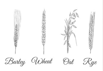 Grain crops set. A collection of cereal oats, wheat, barley, rye vector illustration