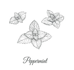 Peppermint Set. Collection of peppermint vector illustration. Peppermint skech