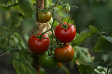 Tomatoes in the greenhouse. Homegrown organic food, tomatoes ripening in garden.