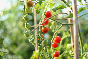 Tomatoes in the greenhouse. Homegrown organic food, cherry tomatoes ripening in garden.