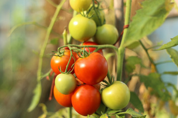 Tomatoes in the greenhouse. Homegrown organic food, tomatoes ripening in garden.