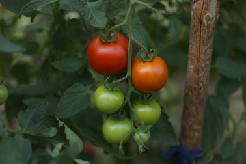 Tomatoes in the greenhouse. Homegrown organic food, tomatoes ripening in garden.