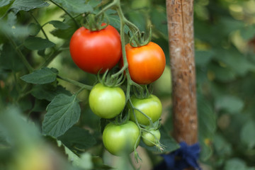 Tomatoes in the greenhouse. Homegrown organic food, tomatoes ripening in garden.