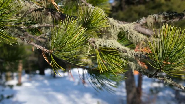 Video of moving along cedr branch covered by needels and Usnea lichens