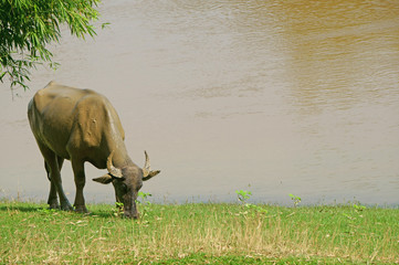 Obraz premium Buffalo grazin on the riverbank after dipping the body in the mire