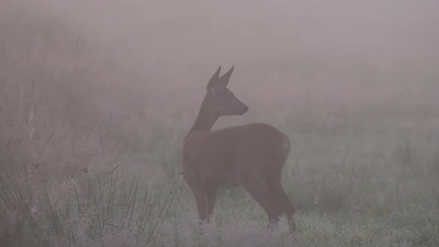 Reh schaut in den dichten Nebel, Sommer
