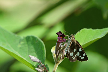 Butterfly with flower in natural pollination