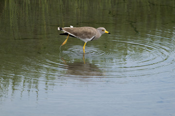 水田を歩くケリ
