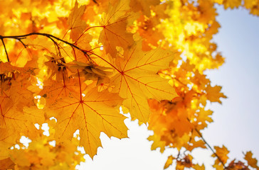 Beautiful yellow red colorful autumn maple leaves