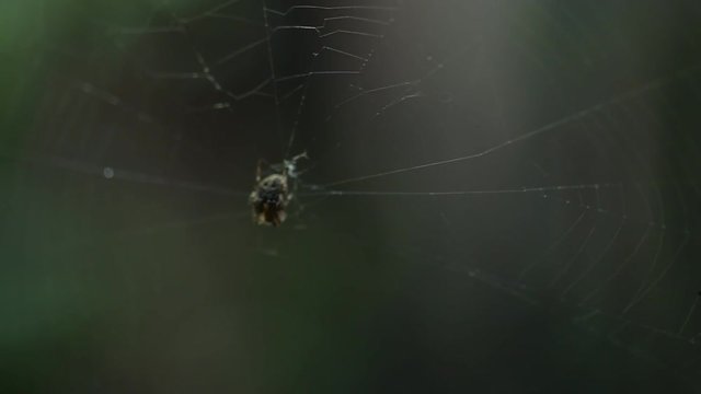 Insect spider sits on web.