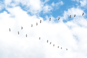 Pelicans flying. Formation of pelicans flying for food