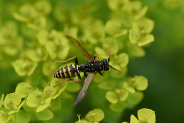 Wespe; Vespula; germanica
