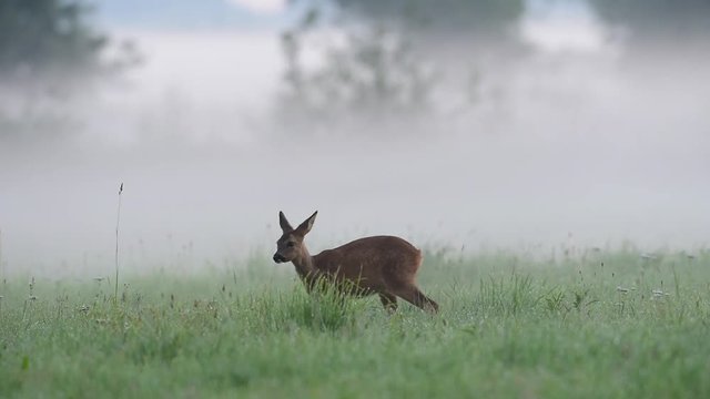 Reh auf Nebel verhangener Wiese, Sommer