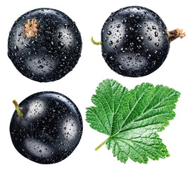 Black currant with water drops. File contains clipping paths.